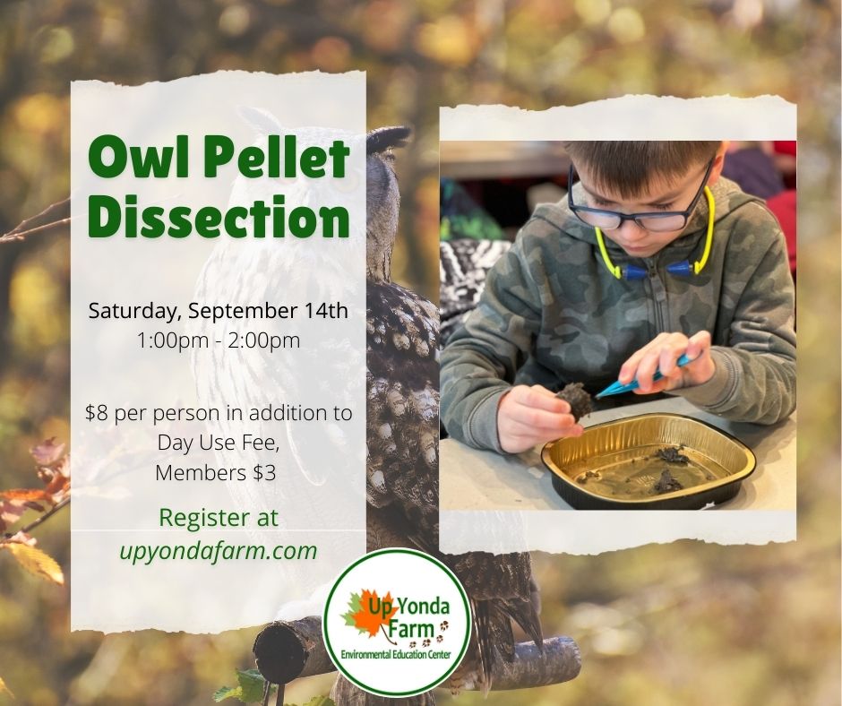 9.14.24 owl pellet