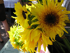 sun flowers